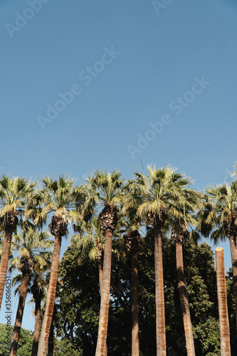 Palms trees with blue sky. Vertical photo. Tropical summer travel