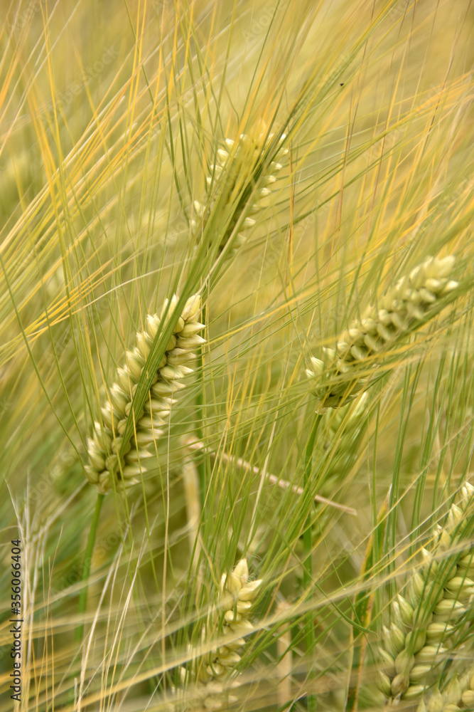 Epis de blé Epis de blé
