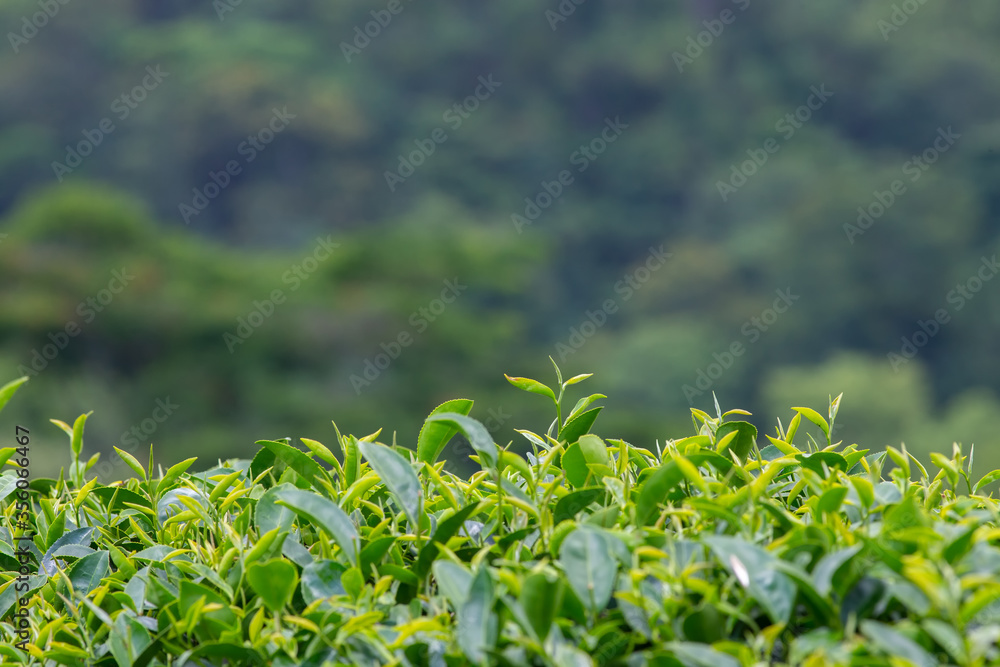 The picture of the tea leaf taken from the corner near the top, there is space to put text.