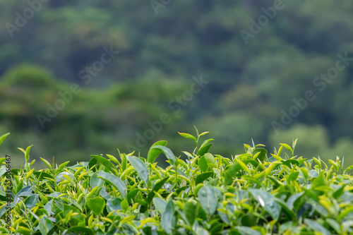The picture of the tea leaf taken from the corner near the top, there is space to put text.