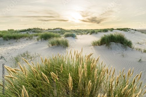 Beach with sand dunes and marram grass with soft sunrise sunset back light. Skagen Nordstrand  Denmark. Skagerrak  Kattegat.