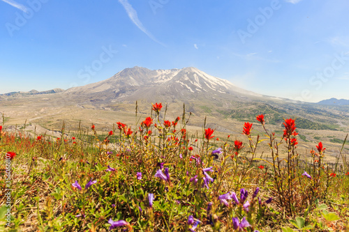 The flowers with mt. St. Hellen on the background