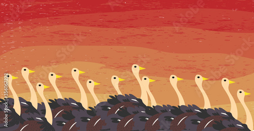 African Ostriches  over beautiful sunset, flock of exotic birds at natural habitat, Africa landscape, Kenya nature. Flat vector cartoon illustration