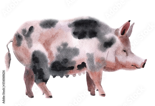 Handwork watercolor illustration of a pig