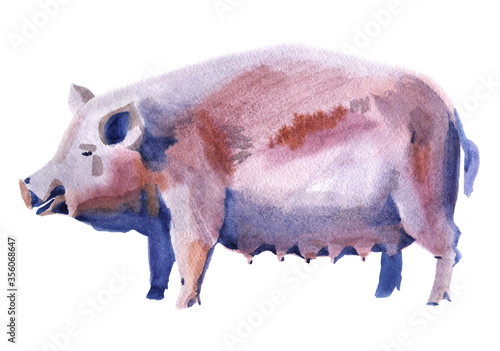 Handwork watercolor illustration of a pig