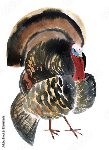 Watercolor illustration of a bird gobbler