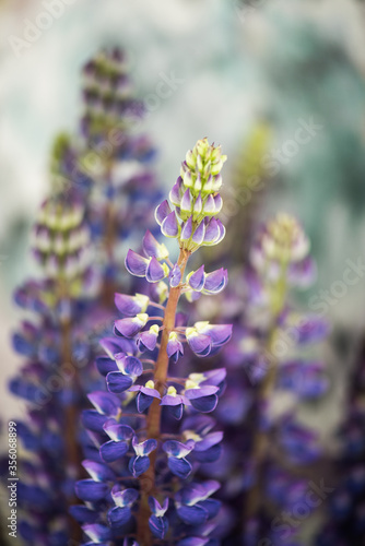 Lupine flowers in a bouquet