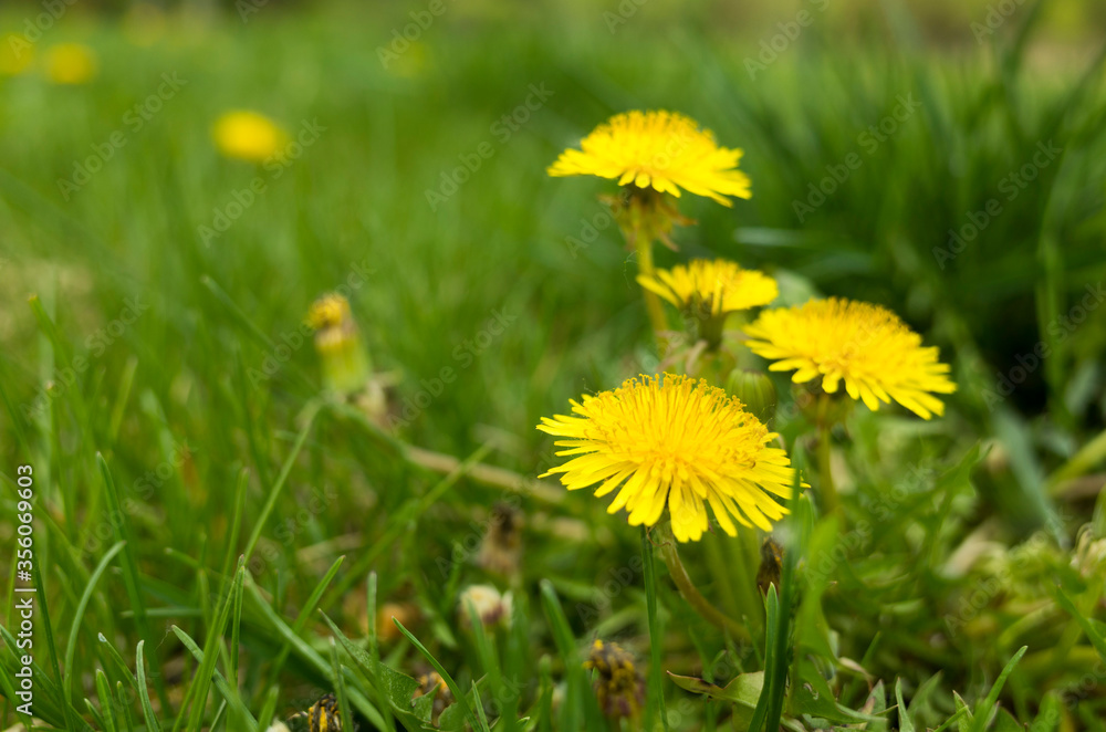 yellow dandelions in the grass