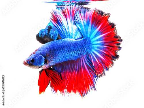 oil paint siames fighting fish..betta splendens fish.and white background.