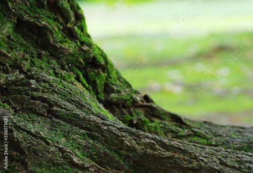 木の幹と根のクローズアップ