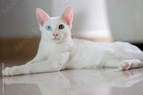 Close up portrait of a cat, domestic cat, kitty (selective focus) © ChirstoPher_Kim