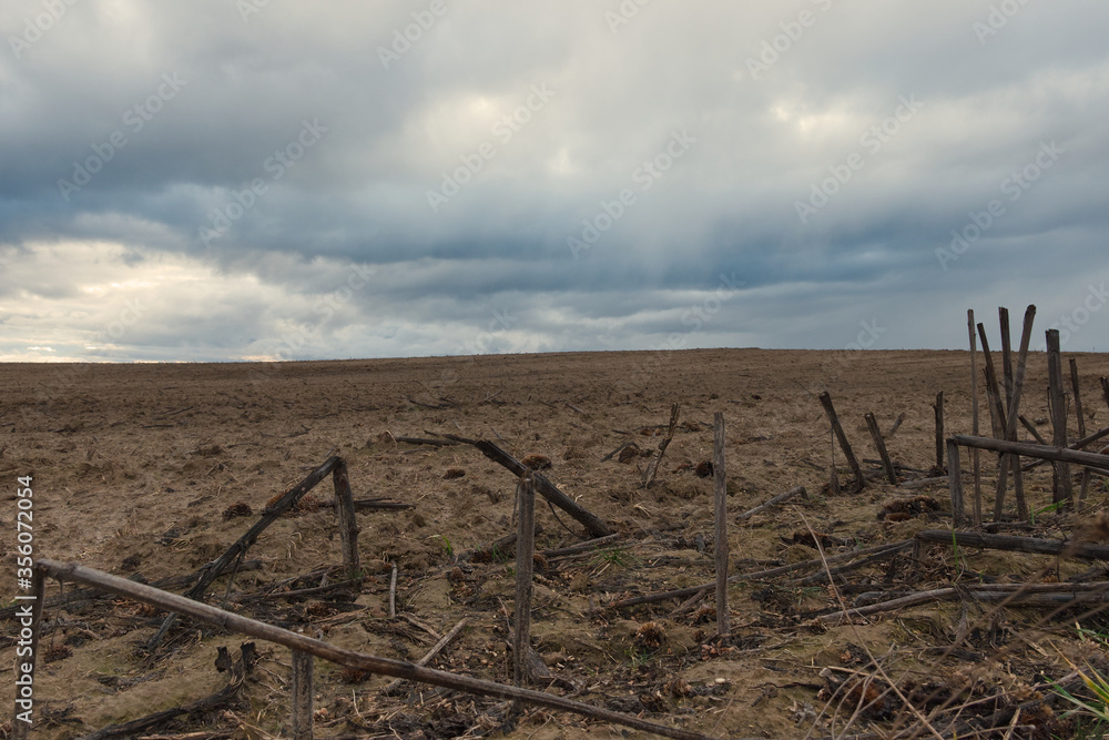 The remains of burnt sunflowers in the field in the evening. Gloomy landscape. The remains of burnt sunflowers in the field in the evening. Gloomy landscape.