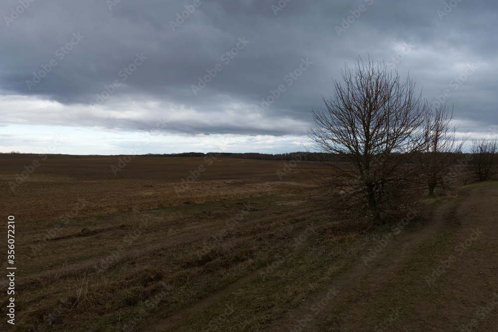 Dirt road in the fields on a cloudy evening. A small stunted tree. Dirt road in the fields on a cloudy evening. A small stunted tree.
