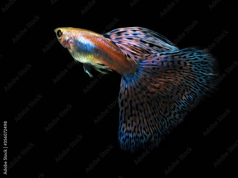 Fototapeta premium oil paint the guppy and black background.