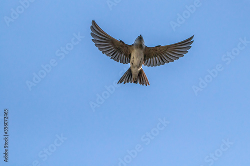 Barn swallow with wings spread out