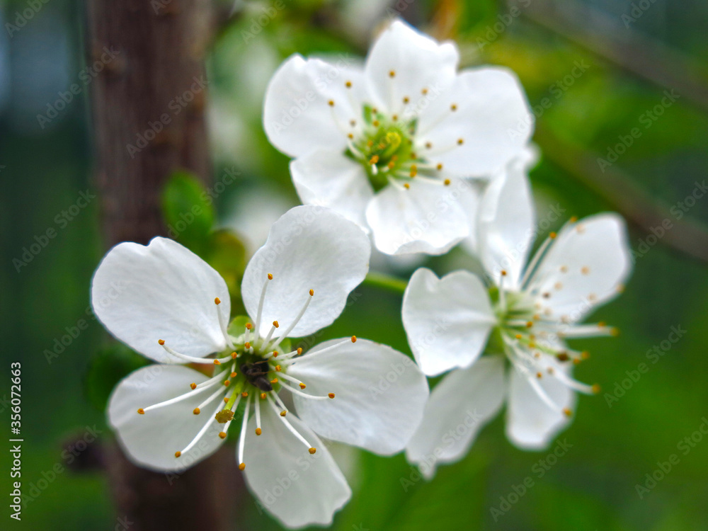 Obraz premium cherry blossoms white flowers in the spring in the garden