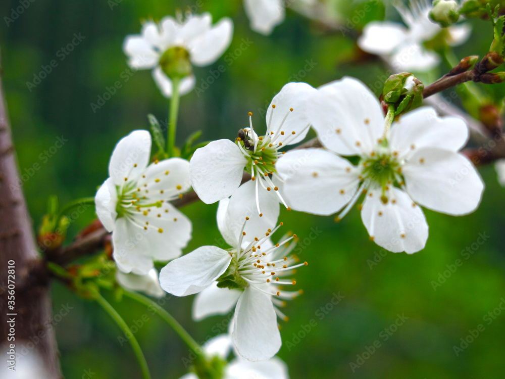 Obraz premium cherry blossoms white flowers in the spring in the garden