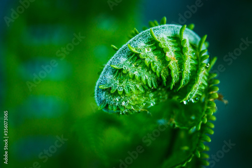 Beautiful fern with new leaves in the forest. Selective focus.