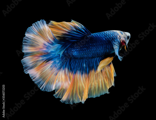 oil paint siames fighting fish..betta splendens fish.