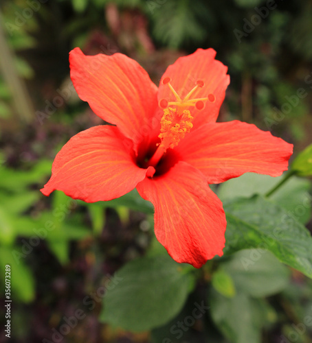 A close up image of the deep glowing red flower of the Hibiscus plant. It is the national flower of Malaysia. Botanical name  Hibiscus rosa-sinensis.  © Scorsby