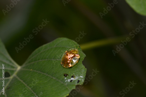 ladybird on a leaf © pangcom