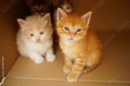 A family of cute little kittens is sitting in a cardboard box.