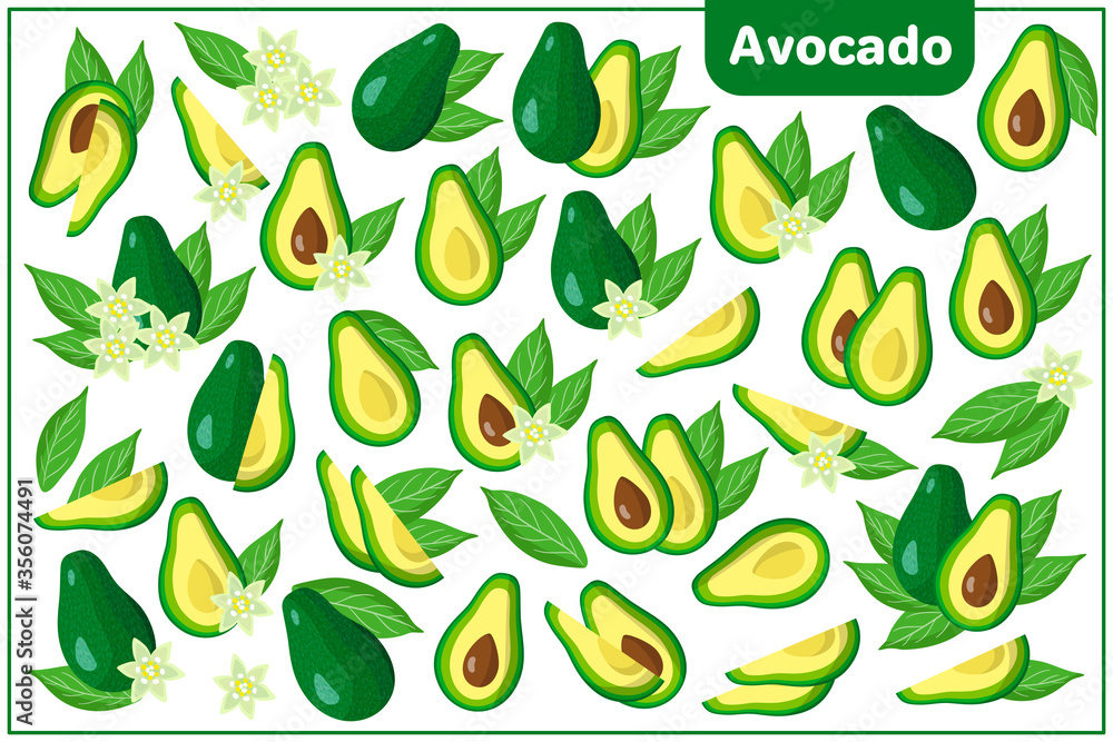 Set of vector cartoon illustrations with Avocado exotic fruits, flowers and leaves isolated on white background Set of vector cartoon illustrations with Avocado exotic fruits, flowers and leaves isolated on white background