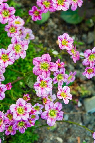 Small alpine pink flowers ground cover background