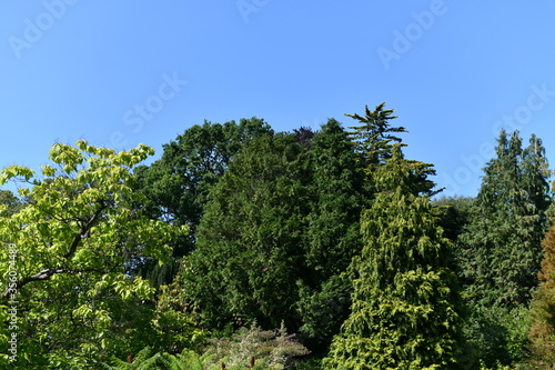 tree tops against a blue sky © 1000 Words