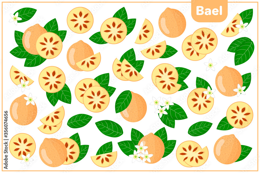 Set of vector cartoon illustrations with Bael exotic fruits, flowers and leaves isolated on white background Set of vector cartoon illustrations with Bael exotic fruits, flowers and leaves isolated on white background