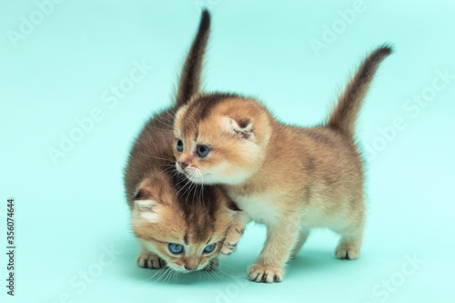 Two cute Scottish fold kittens, one month old, chinchilla color on a soft blue background. Copy space. Close up