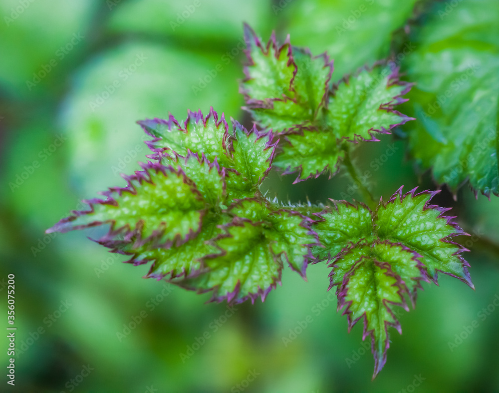 Young plant shoots close-up on a green background Young plant shoots close-up on a green background