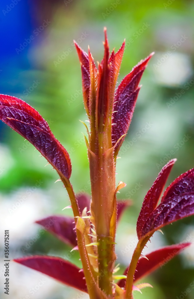 Fototapeta premium Young rose escape closeup on green background