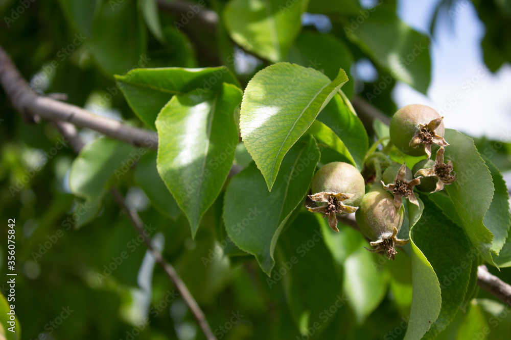Obraz premium small green pears on a tree