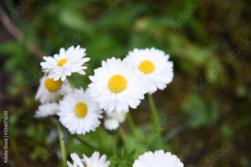 Delicate white daisies blooming in the garden
