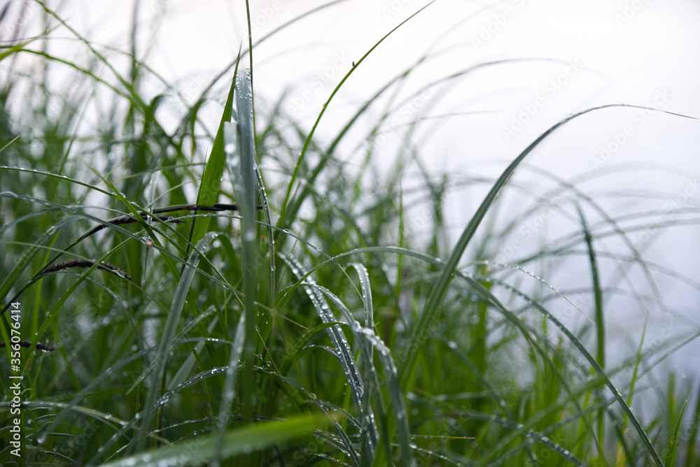 Drops of water on the leaves of grass after rain