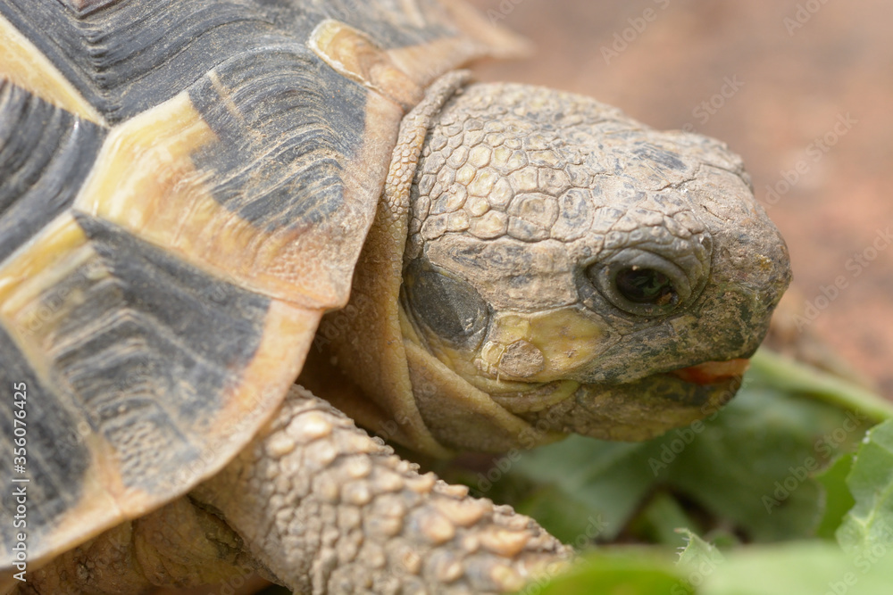 Details of head of small landturtle eating his favorite food Details of head of small landturtle eating his favorite food