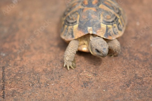 Small land turtle looking for his favorite food