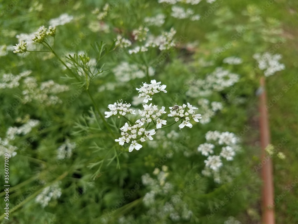 plant with green leaves and white flowers and beetle