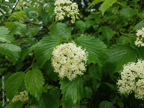 plant with green leaves and white flower