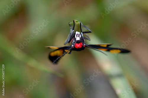 butterfly on a green leaf