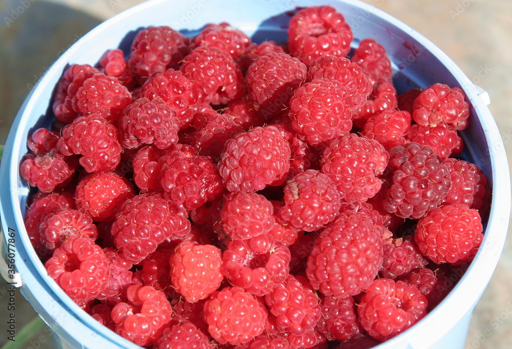 Collected raspberries in a plastic blue container close up in the garden in summer Collected raspberries in a plastic blue container close up in the garden in summer