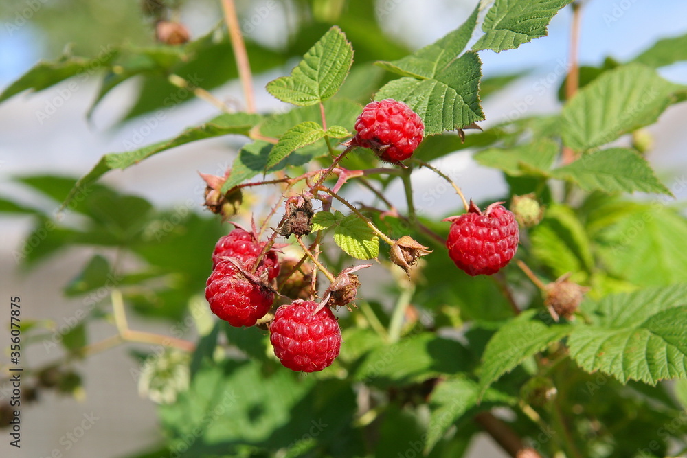 Raspberry berries on a branch close up in the garden in summer Raspberry berries on a branch close up in the garden in summer