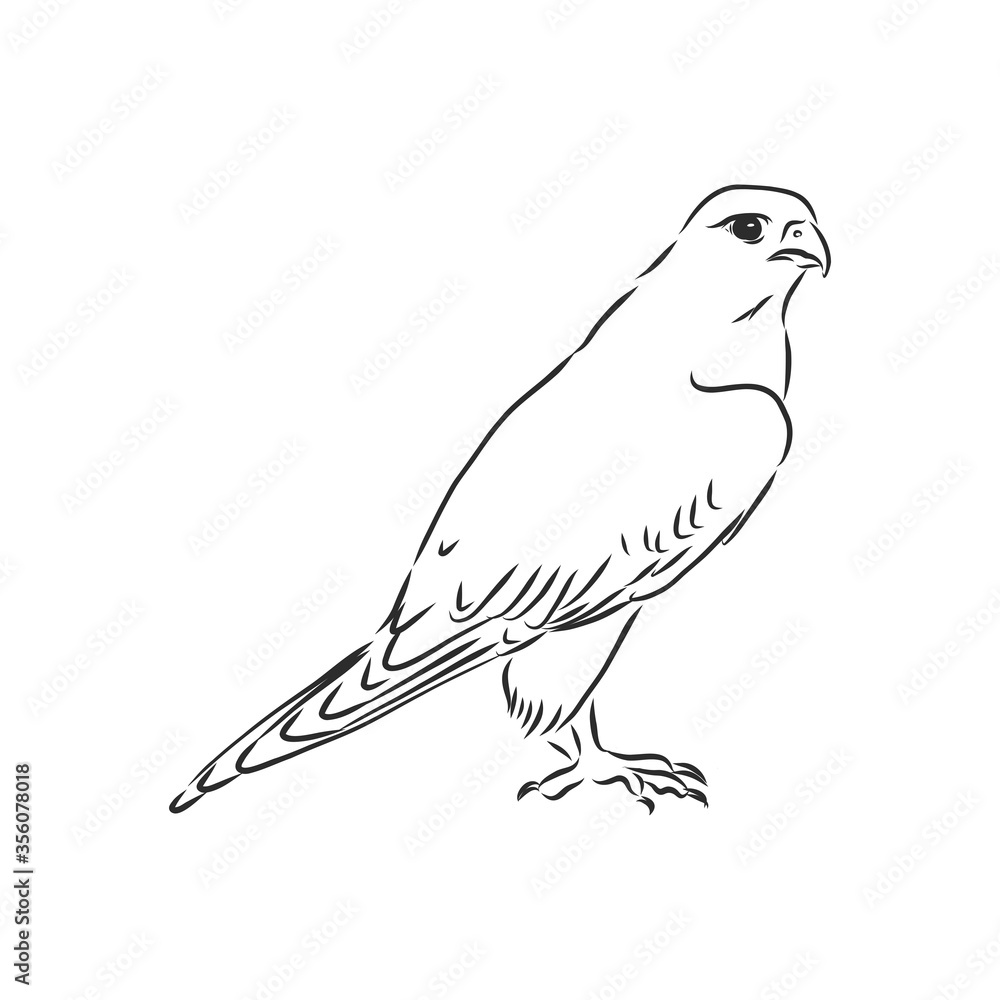 Fototapeta premium Black and white illustration. Sketch of bird Detailed hand drawn eagle for tattoo on back. Falcon bird, vector sketch