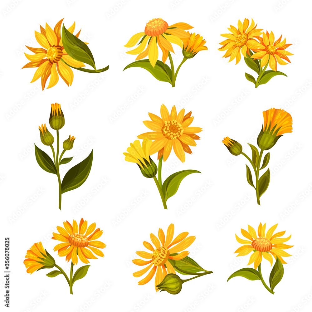 Obraz premium Arnica Yellow or Orange Flower Head with Long Ray Florets on Green Stem Vector Set