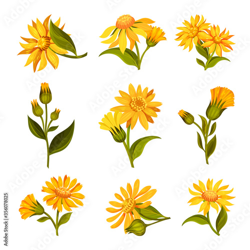 Arnica Yellow or Orange Flower Head with Long Ray Florets on Green Stem Vector Set photo