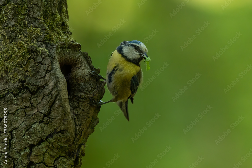 Obraz premium Blue tit (Cyanistes caeruleus) at its nest in the tree. Small yellow and blue songbird feeding its chicks. Blue tit nest in the forest. Bird parent with food for its babies. Wildlife scene from nature