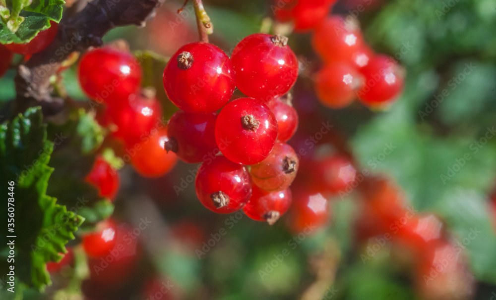 Berry red currant on branch with leaves