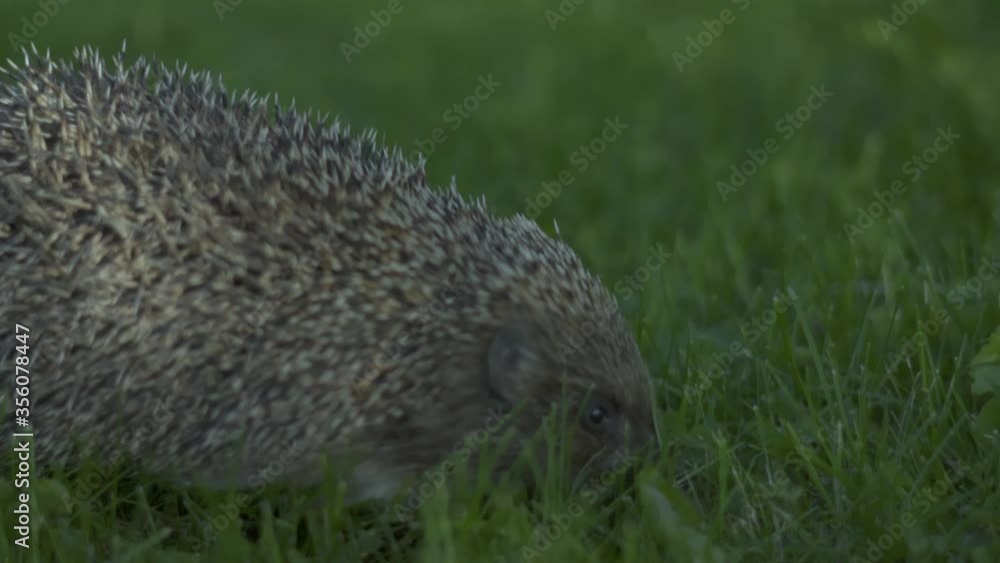 Little hedgehog in green grass. Close up view. Wildlife nature concept. Little hedgehog in green grass. Close up view. Wildlife nature concept.