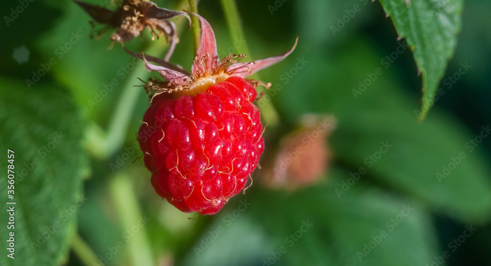 Raspberry on a branch Raspberry on a branch